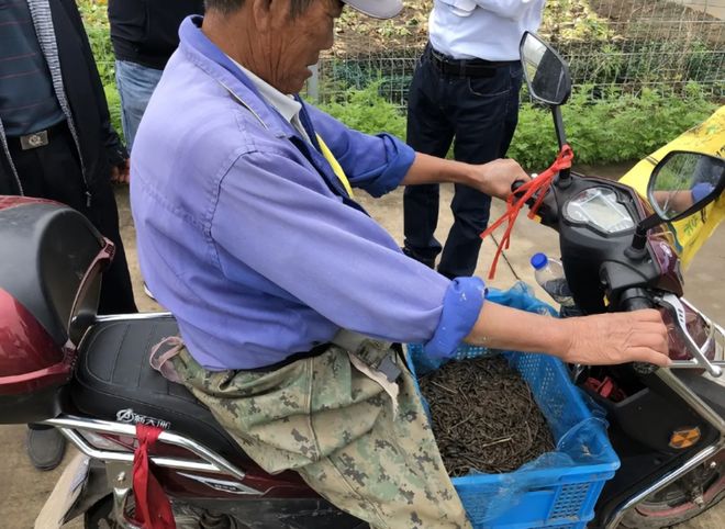 蚯蚓遭“绝户式”捕杀地龙仪为何屡禁不止？专家建议：保护起来