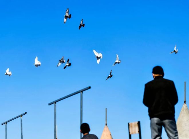 一只翻翻鸽值一套房？玩鸽子的道道真不少！